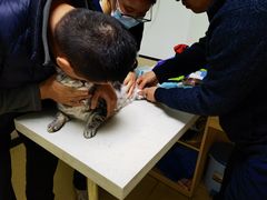 -格蕾宠物医院24H·猫科·肿瘤科·骨科中心(福州总院)