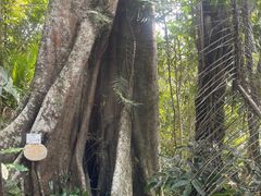-海南热带雨林国家公园吊罗山景区