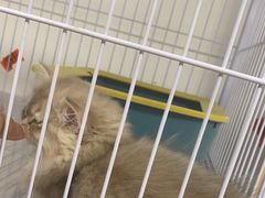 -喵百万·布偶·蓝金金渐层英短·猫舍(百子湾店)