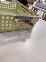 -Moni星球萌宠·小马宝莉·灵蛇·高端高阶全萌宠互动体验俱乐部(红豆国际广场店)