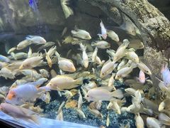 -迪拜水族馆及水下动物园