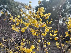 -无锡梅园公园