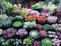 -万商花鸟市场