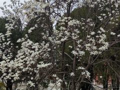 -清东陵