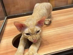 -袖虎·猫馆(体育西路店)