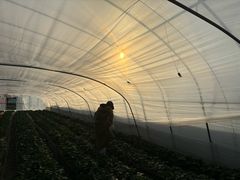 -喜杨洋草莓采摘园