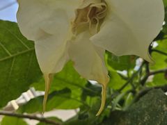 -上海鲜花港