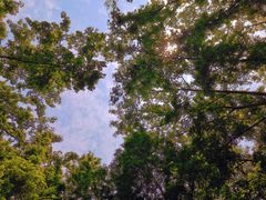 -桤木河湿地公园