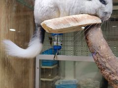 -藦茜花园宠物主题亲子互动体验馆(国顺东路店)