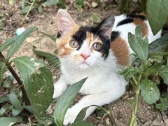 -贝康宠物医院·犬猫全科·小动物特色诊疗中心(东环路店)