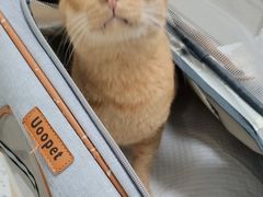 -瑞派康怡24h宠物医院·犬猫医疗中心·微创绝育(瑞景分院)
