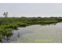 -宁波杭州湾国家湿地公园