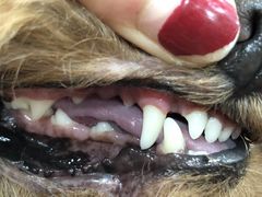 -八公叔叔宠物美容连锁(春申店)