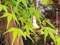 -COTTON CAFE(德信·中外公寓店)