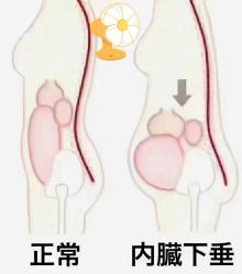 -娇诗尼亚减肥瘦身经络养生