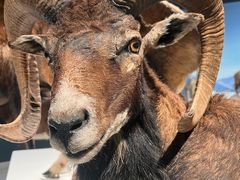 -陕西自然博物馆