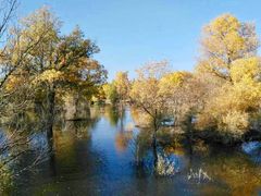 -金塔沙漠胡杨林景区