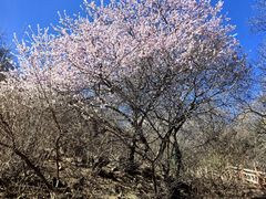 -香山公园
