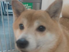 -是阿柴呀！柴犬咖啡·爱喵喵猫咖