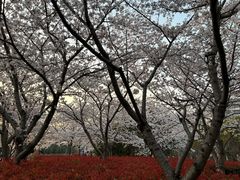 -高东镇樱花园