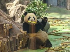 -都江堰中华大熊猫苑