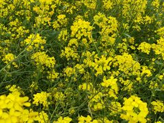 -古柏渡飞黄旅游区