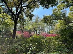 -上海滨江森林公园