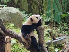 -广州长隆野生动物世界