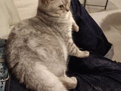 -猫儿山۰猫主题餐厅