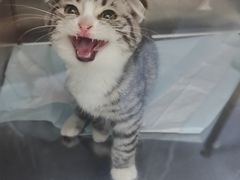 -瑞派长江宠物医院·猫科·外科·24小时夜护(谊城公寓分院)