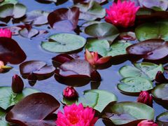 -国家植物园南园