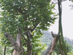 -都江堰中华大熊猫苑