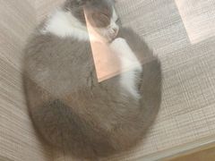 -飞行喵MR PILOT|猫舍·猫咖(静安大融城店)