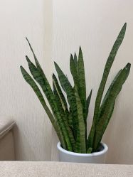 -JUVA欧华医美连锁