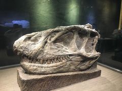 -自贡恐龙博物馆