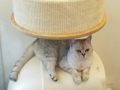 -猫大福·Fortune Cat猫舍(百子湾店)