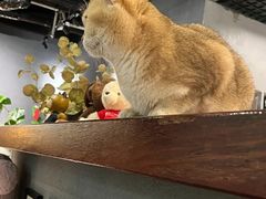 -咖法森林·咖啡  酒吧(天河店)