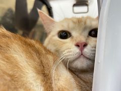 -瑞派动物医院·猫专科·至诚(江南中分院)