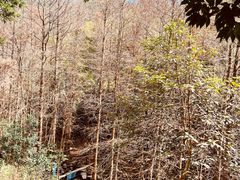 -马峦山郊野公园