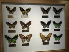 -上海昆虫博物馆