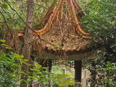 -铁山坪森林公园