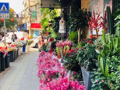 -溪岸路花鸟市场
