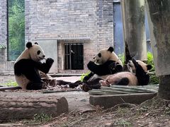 -都江堰中华大熊猫苑