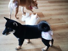 -柴犬小屋·柴餐厅·狗咖食堂(金鼎广场店)