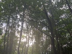-火炉山森林公园