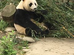 -都江堰中华大熊猫苑