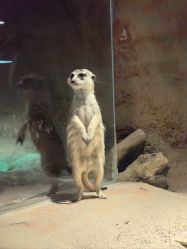 -酷嗒动物文化乐园(cutezoo西溪乐天城店)