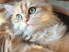 -瑞派福兴宠物医院犬猫全科·骨科·中西医结合(河东店)