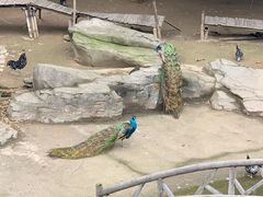 -南昌动物园