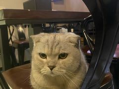 -Mr.Fox狐狸先生超级密室(南山店)